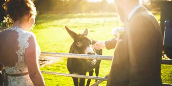 Donkey